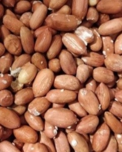 بادام زمینی 